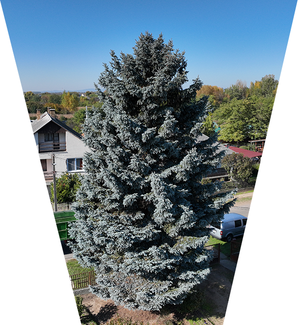 Ország Karácsonyfája